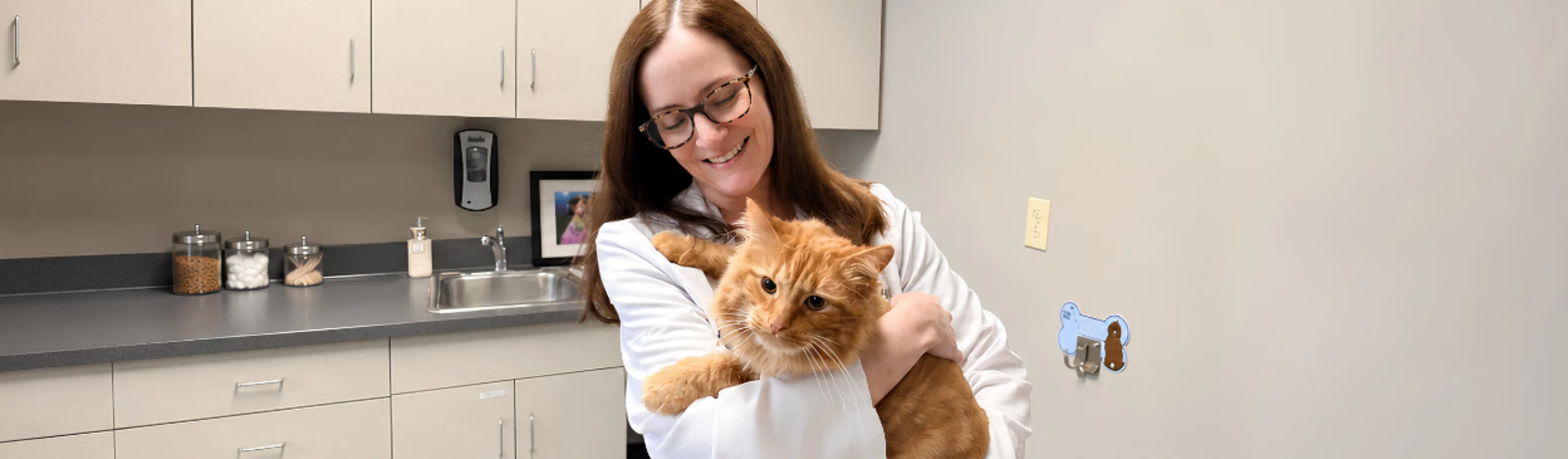 Vet holding an orange cat looking at the camera Vet holding an orange cat looking at the camera