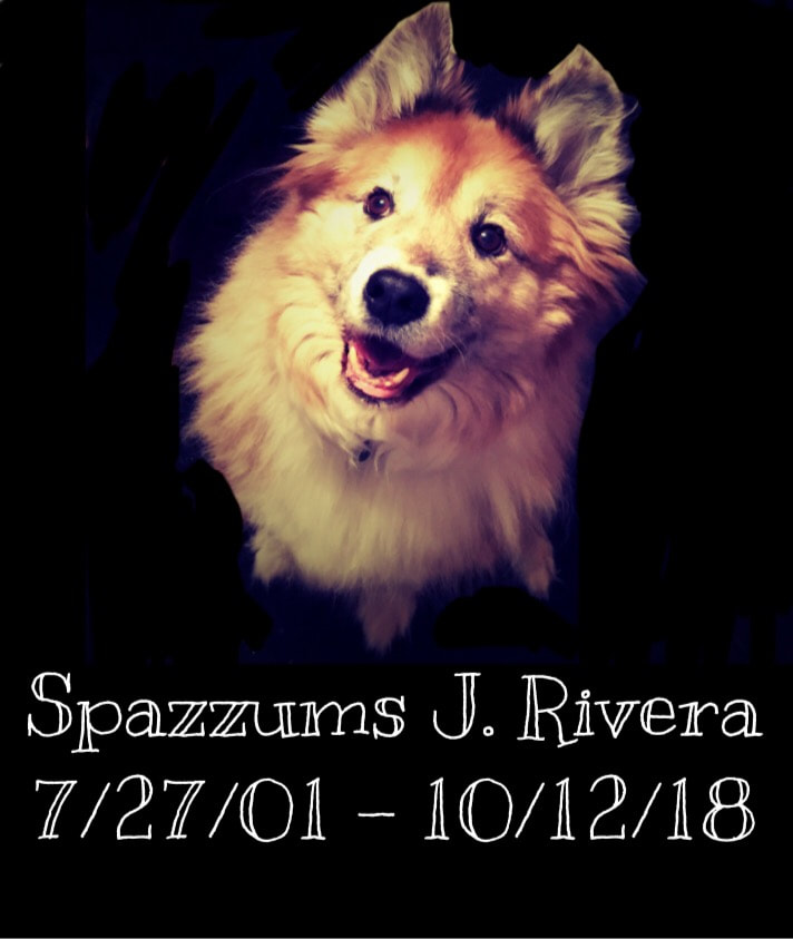 Spazz at Hanover Park Animal Care Center