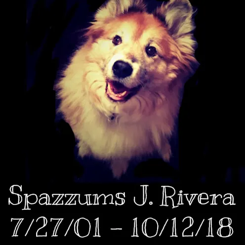 Spazz at Hanover Park Animal Care Center Spazz at Hanover Park Animal Care Center