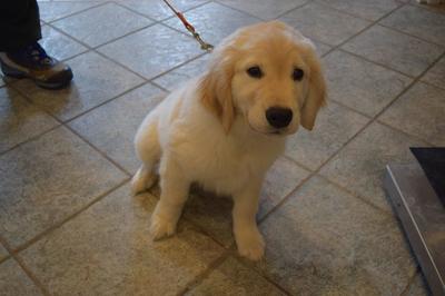 golden retriever puppy sitting