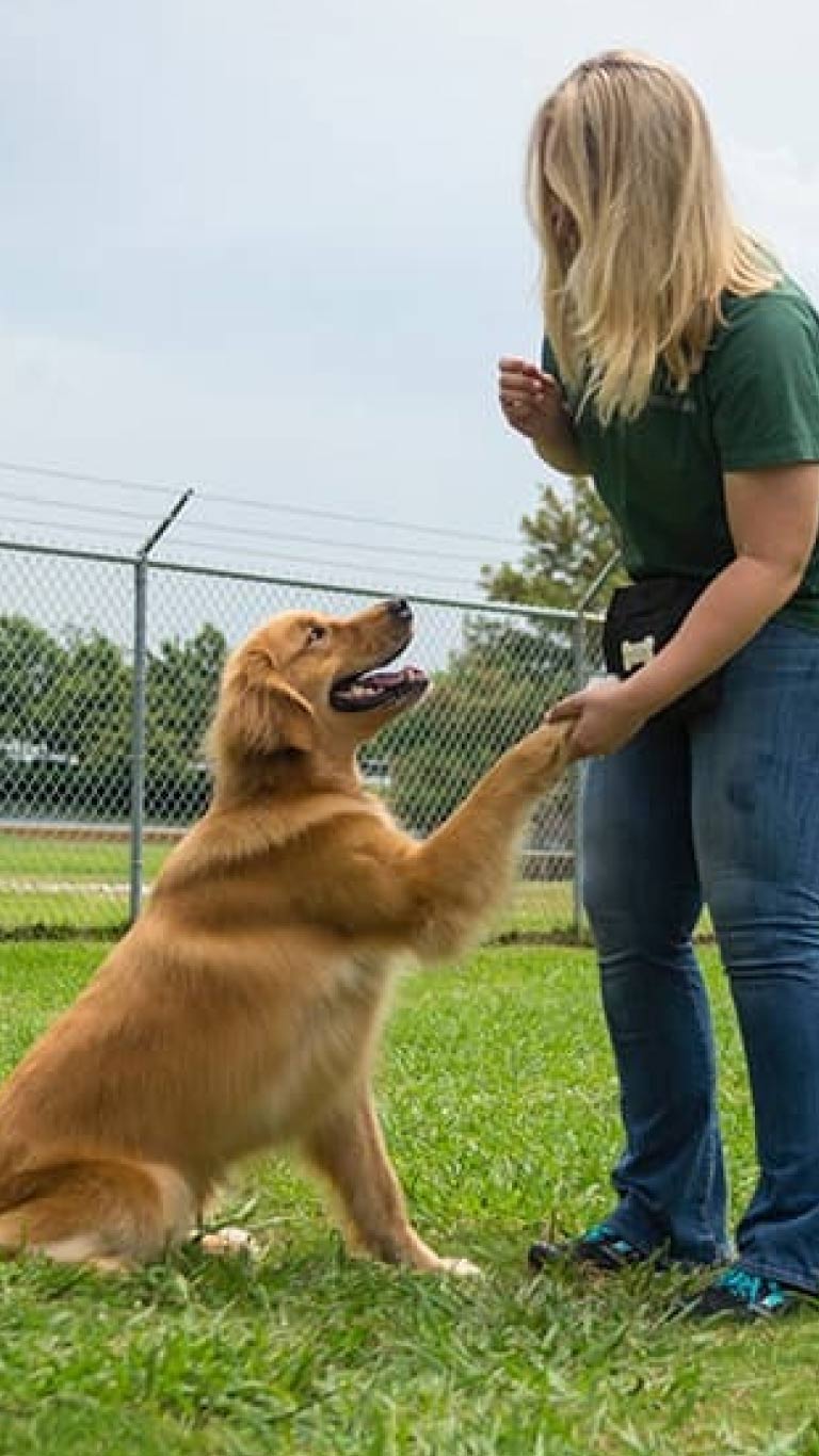 Dog training at Rover Oaks Pet Resort