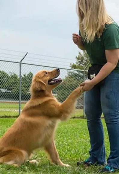 Dog training at Rover Oaks Pet Resort