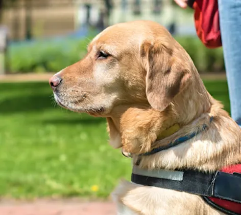 Service dog in the City Service dog in the City