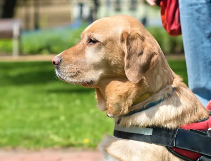 Service dog in the City