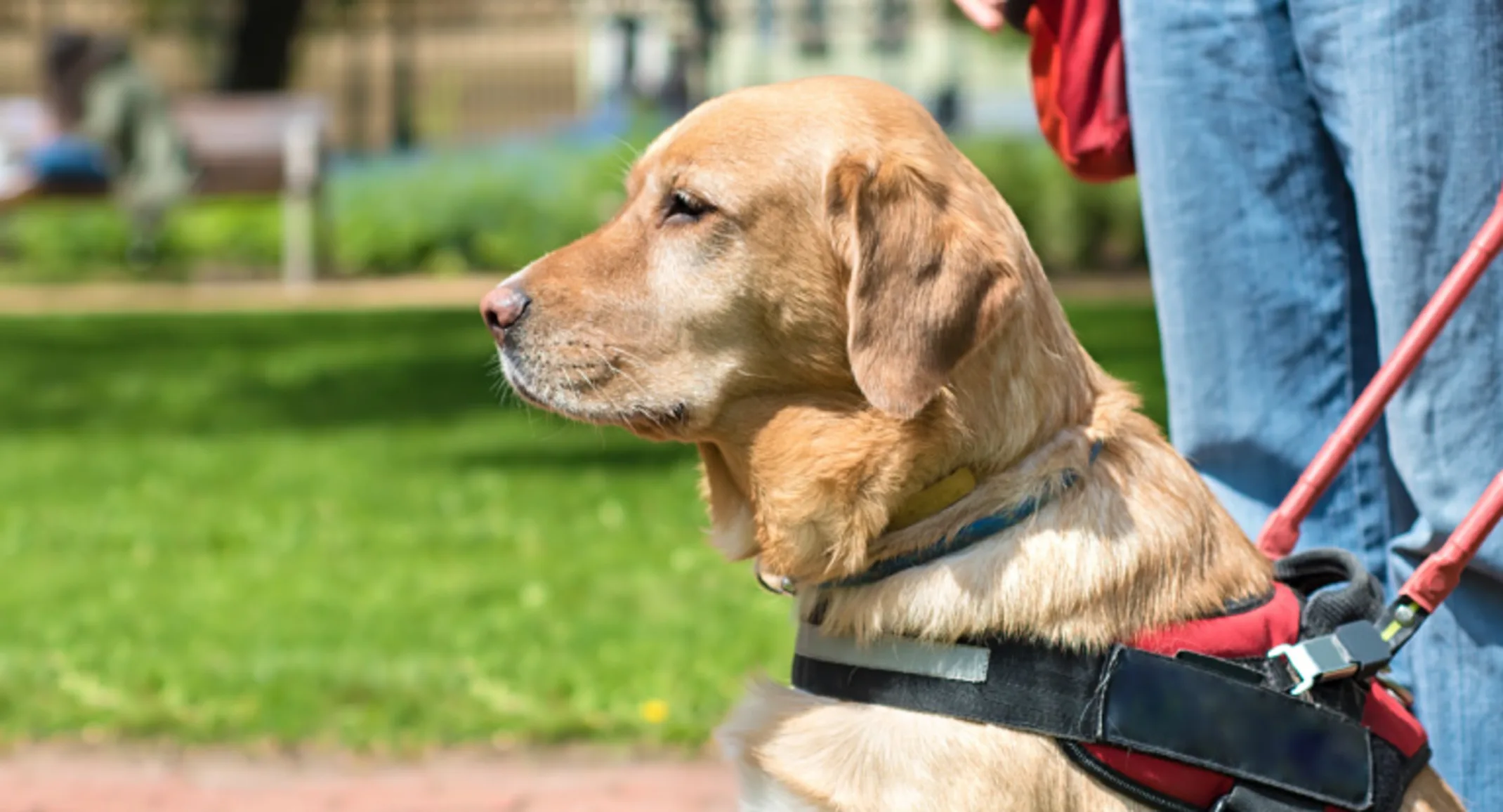 Service dog in the City Service dog in the City