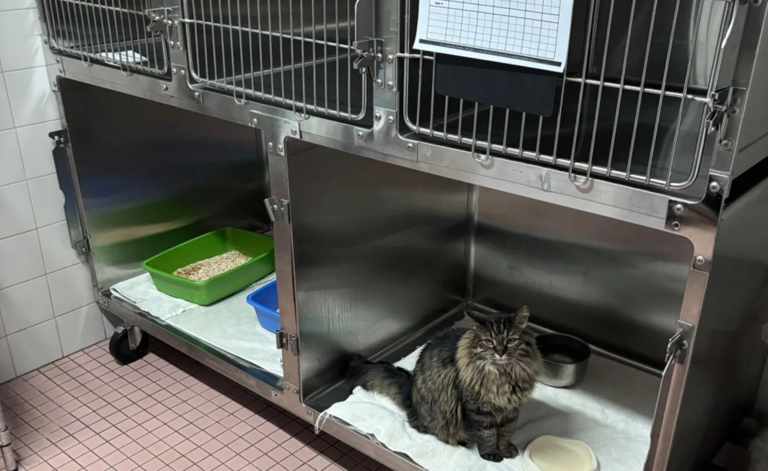 Cat sitting in Kennel Cat sitting in Kennel