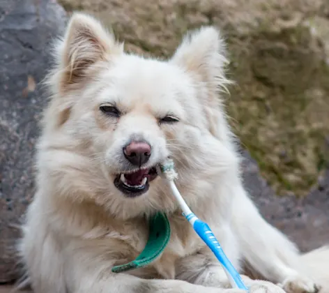 Dog biting tooth brush