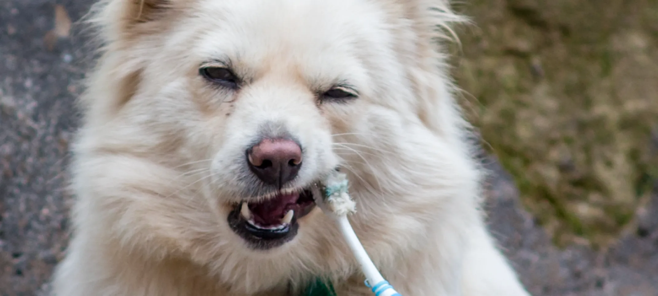 Dog biting tooth brush