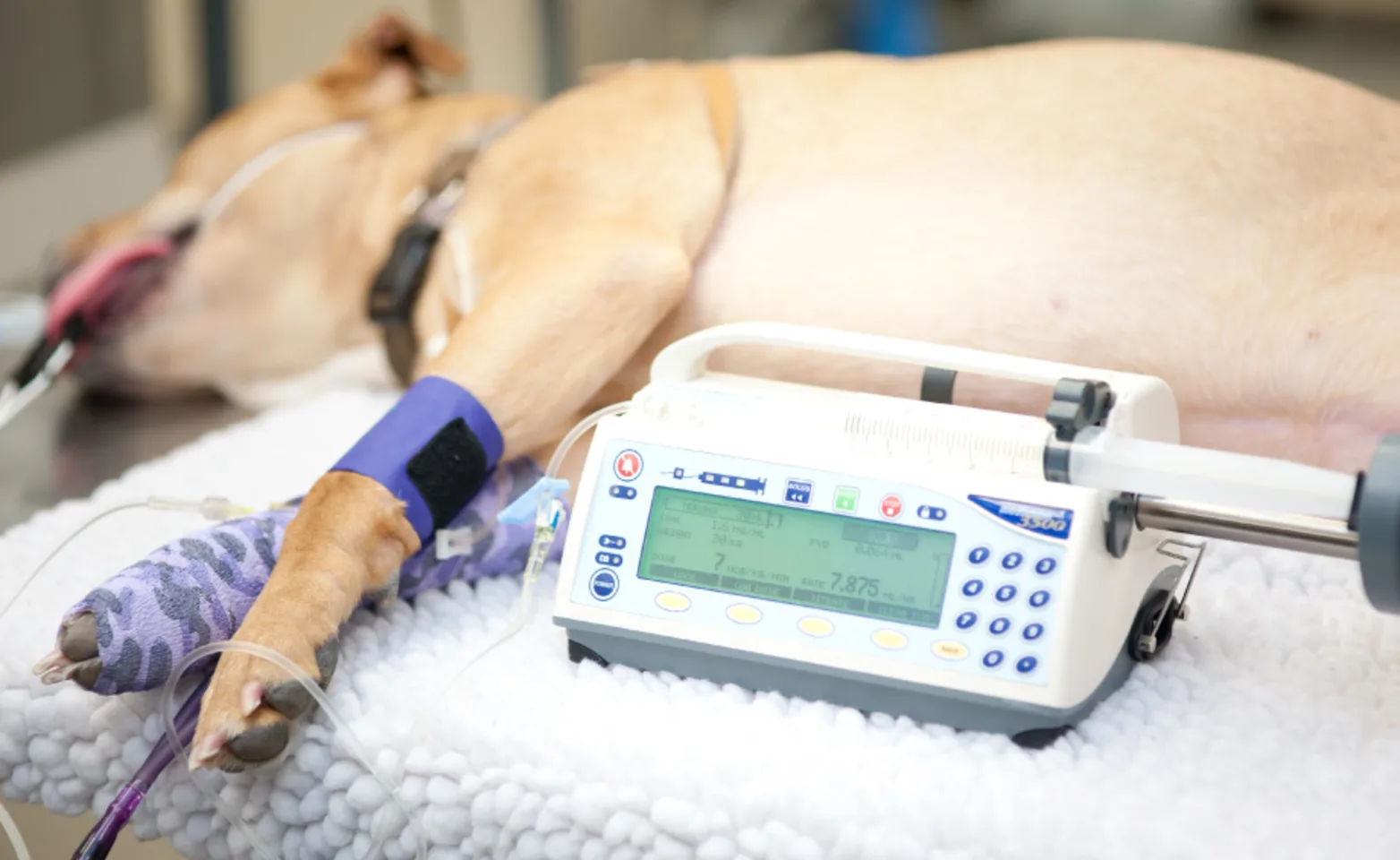 What is Anesthesia (Dog on table) at Veterinary Emergency and Referral Hospital of West Toronto What is Anesthesia (Dog on table) at Veterinary Emergency and Referral Hospital of West Toronto