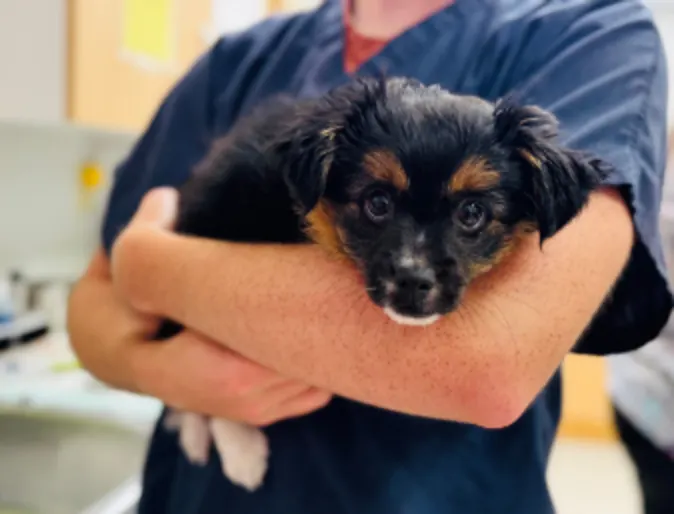 Vet holding dog Vet holding dog