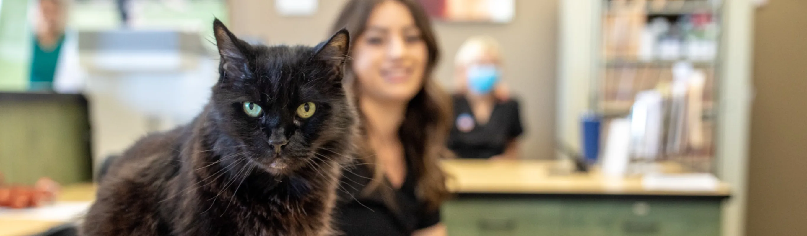 Black Cat on Desk at Arroyo Vista Veterinary Hospital