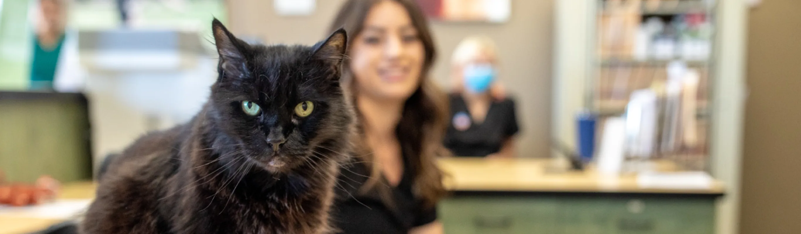 Black Cat on Desk at Arroyo Vista Veterinary Hospital