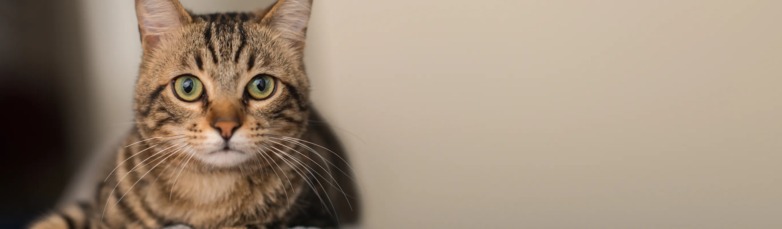 Cat sitting Cat sitting