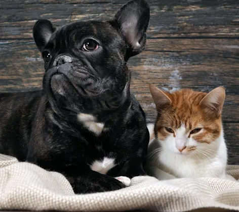 Dog and cat laying Dog and cat laying