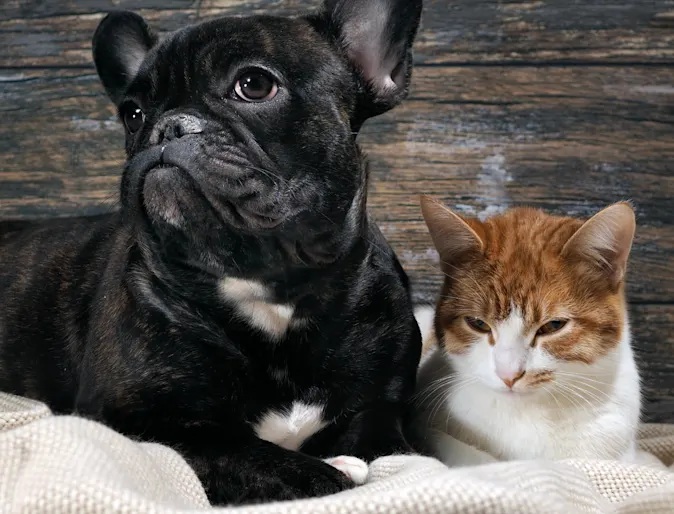 Dog and cat laying 