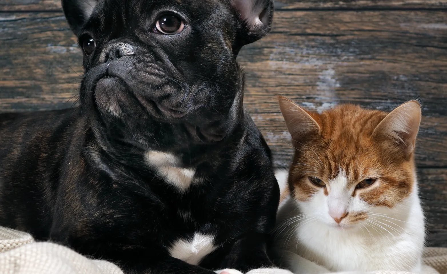 Dog and cat laying Dog and cat laying