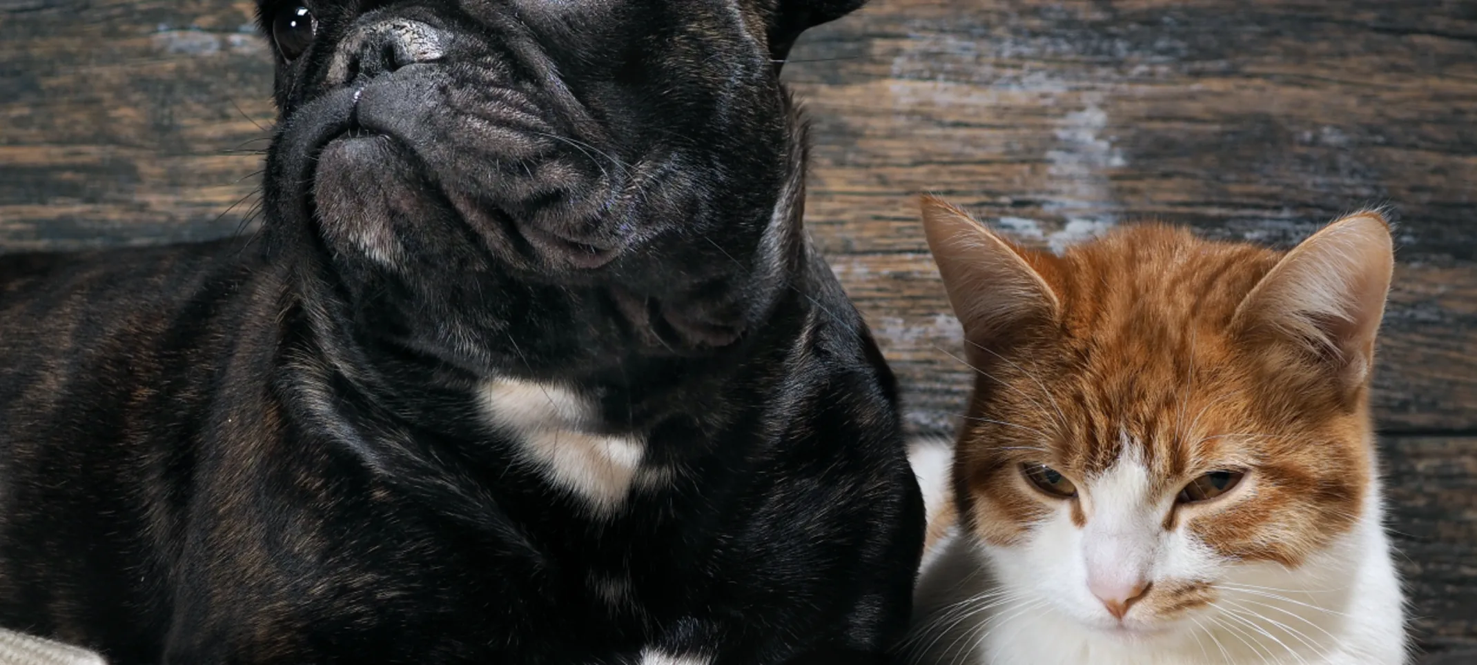 Dog and cat laying 