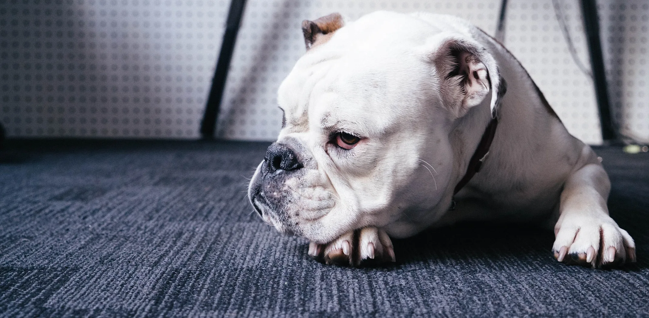 Dog looking away on the floor laying down Dog looking away on the floor laying down