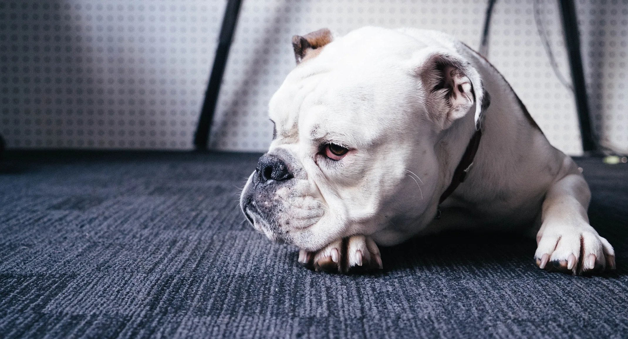 Dog looking away on the floor laying down Dog looking away on the floor laying down