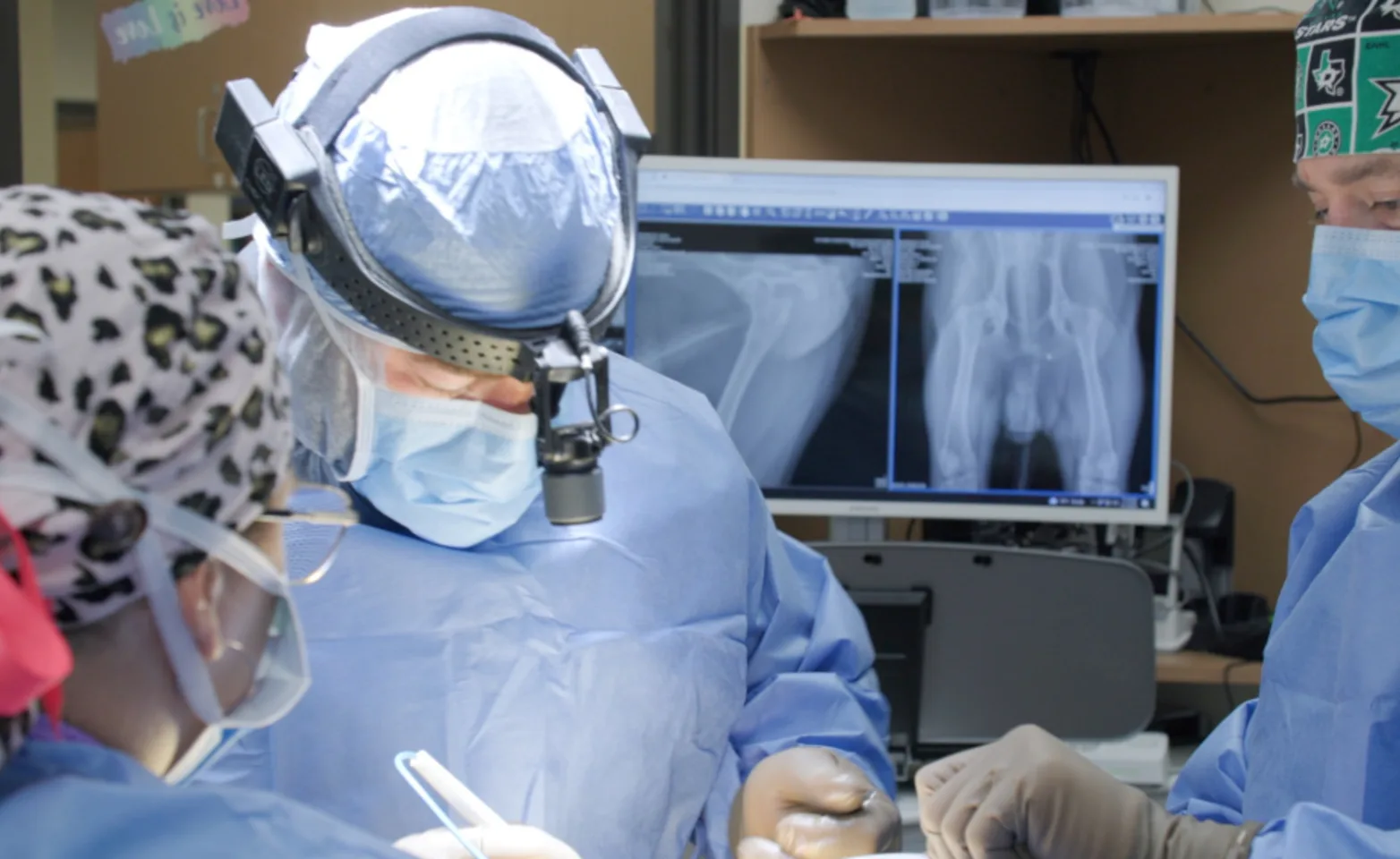 Three doctors performing surgery on a pet 