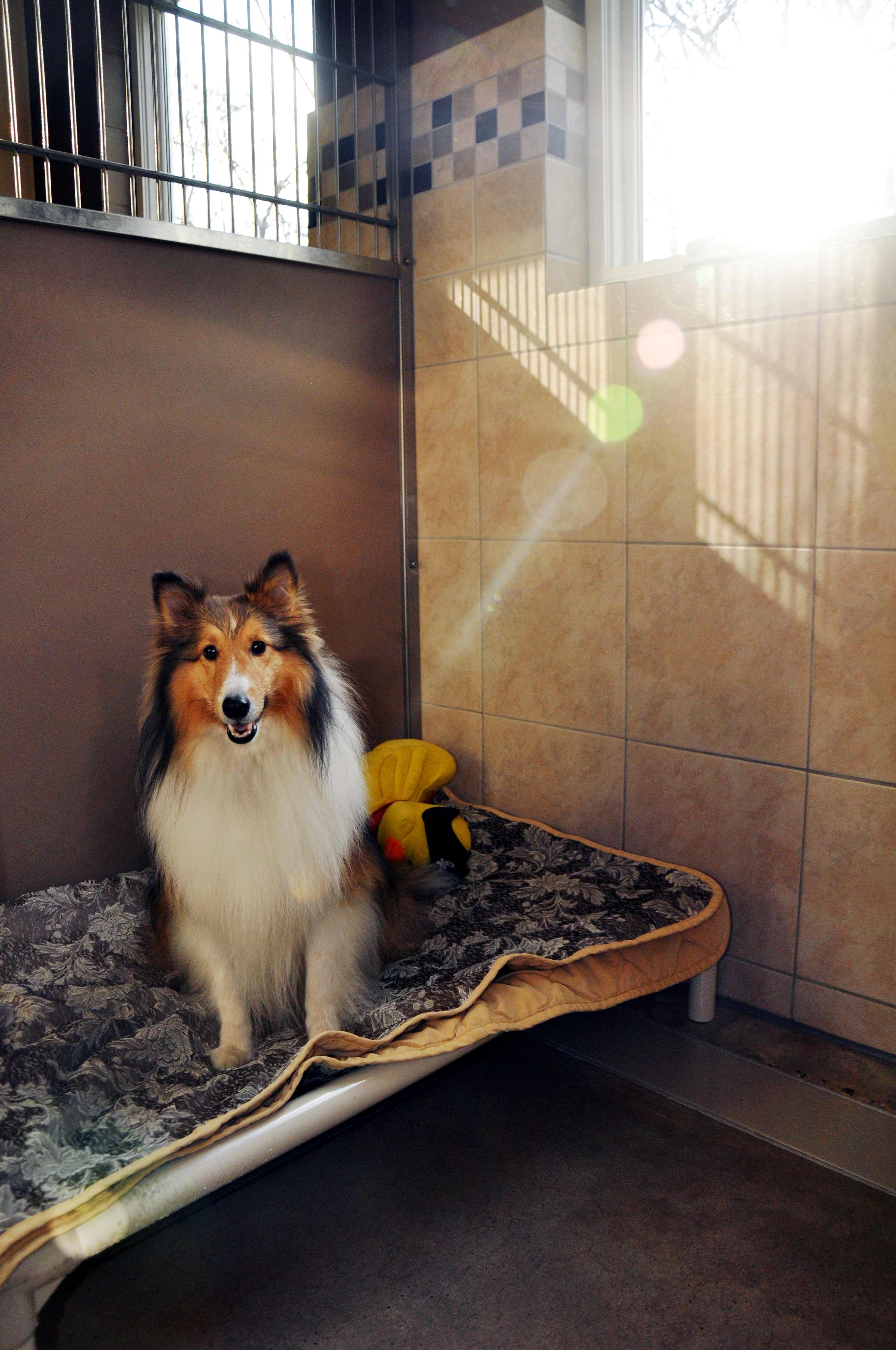 Border Collie on cot