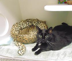 Cat With Leopard-Shaped Cat Bed