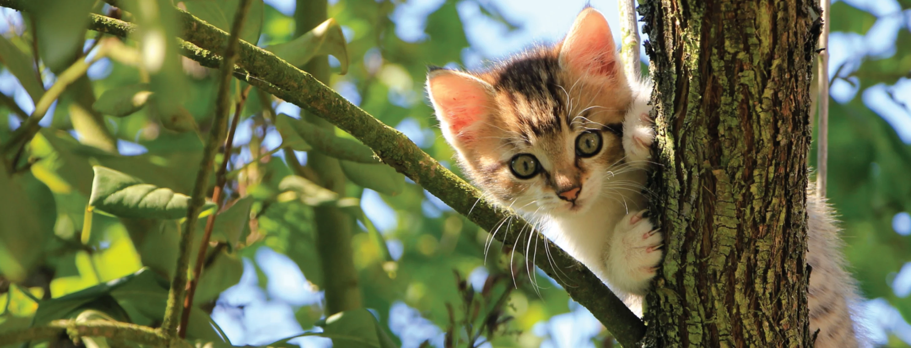 Cat inside tree on tree branch