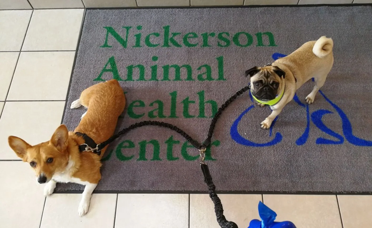 Customer Pets Customer Pets