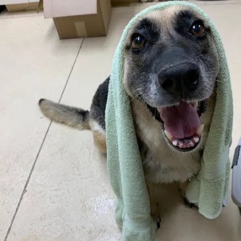 Happy Clean Dog with towel over head