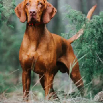 Visla Dog in Nature Visla Dog in Nature