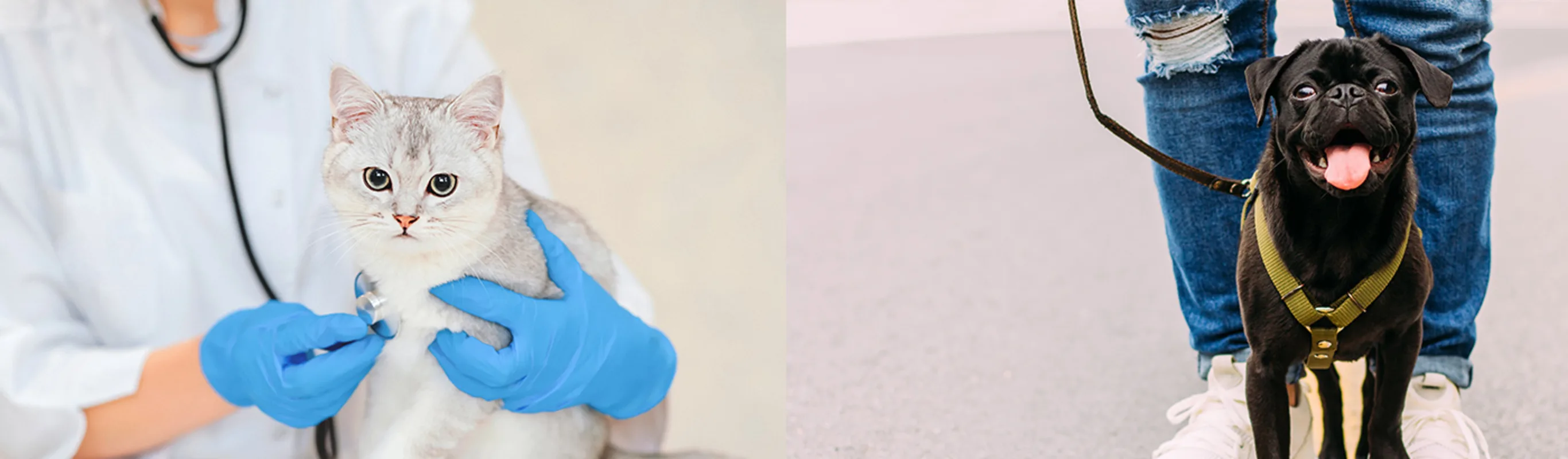 Two images- Left image is a vet checking up on a cat and the right image is a small black dog on a leash on the street Two images- Left image is a vet checking up on a cat and the right image is a small black dog on a leash on the street