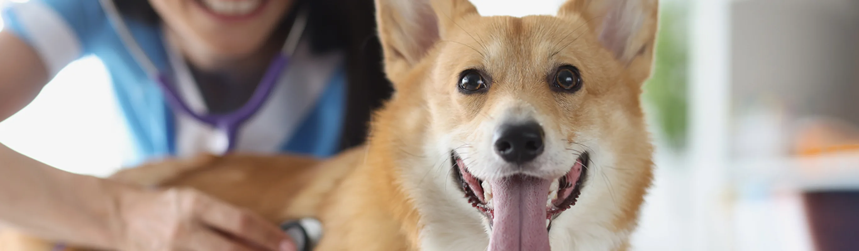 Corgi with tongue out and veterinarian with stethoscope Corgi with tongue out and veterinarian with stethoscope