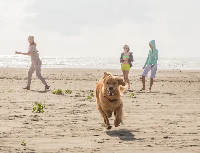 Golden retriever playing with people at the beach Golden retriever playing with people at the beach