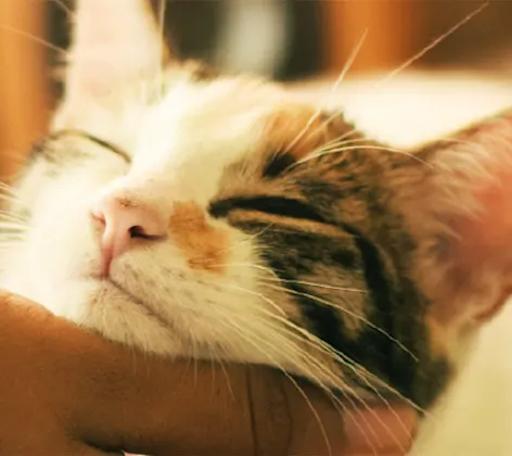 Person petting a cat Person petting a cat