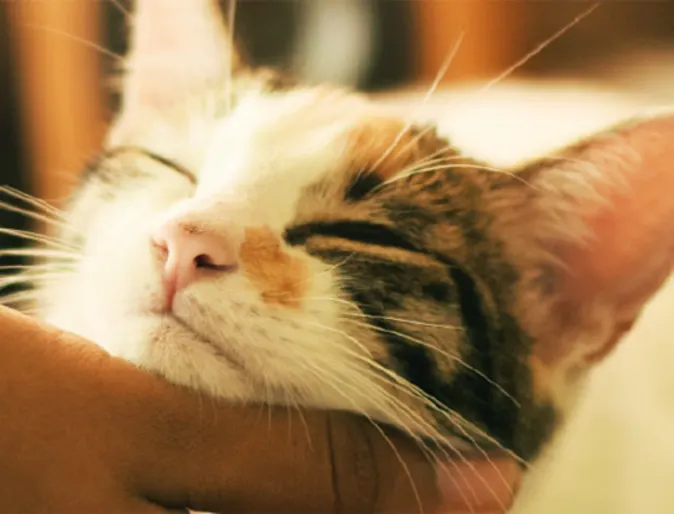 Person petting a cat