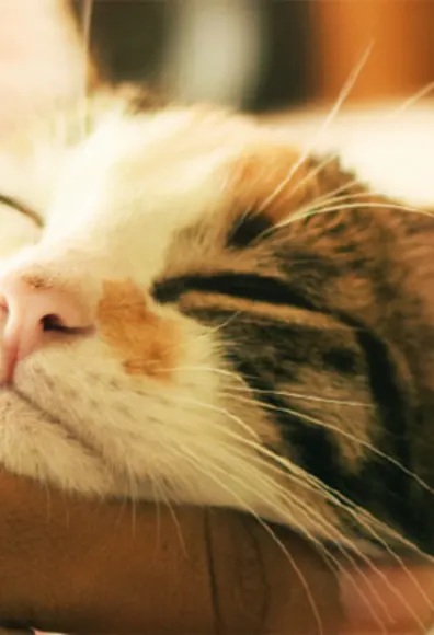 Person petting a cat Person petting a cat