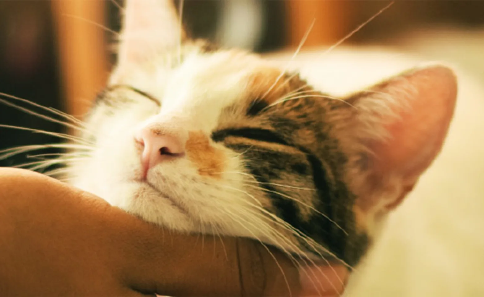 Person petting a cat