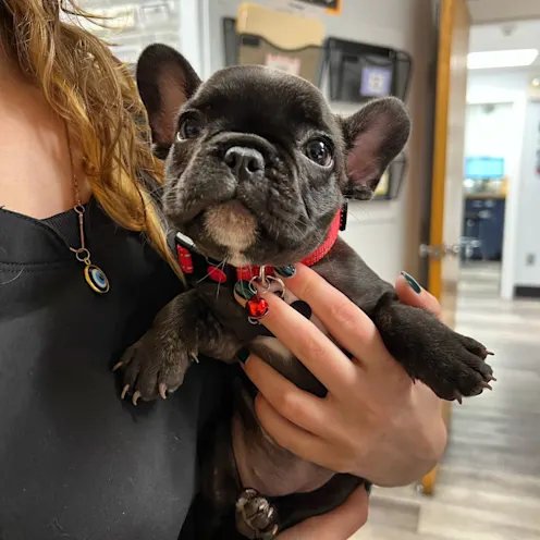 Black Dog Being Held at Ferry Farm Animal Clinic Black Dog Being Held at Ferry Farm Animal Clinic