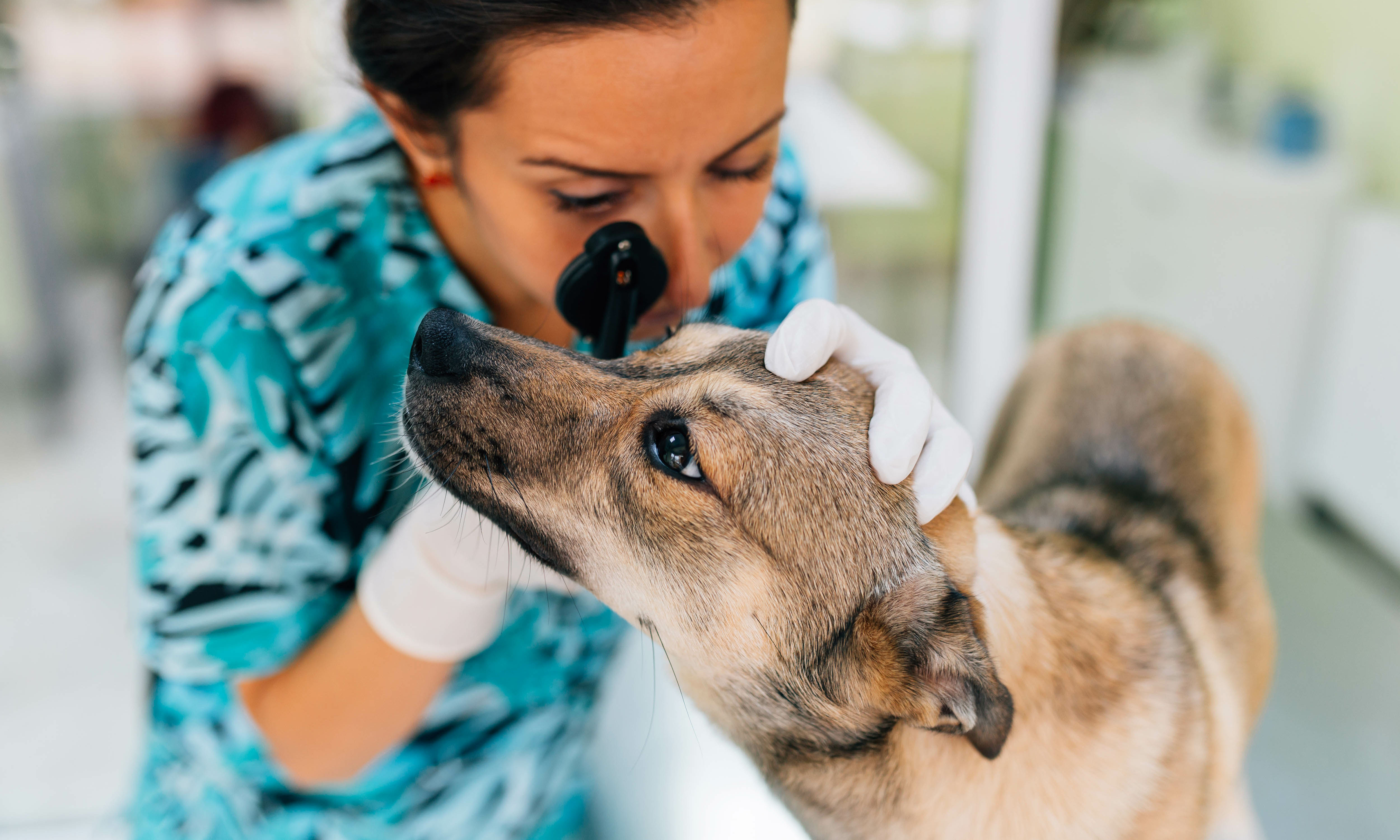 Veterinarian performing an eye examination on a dog