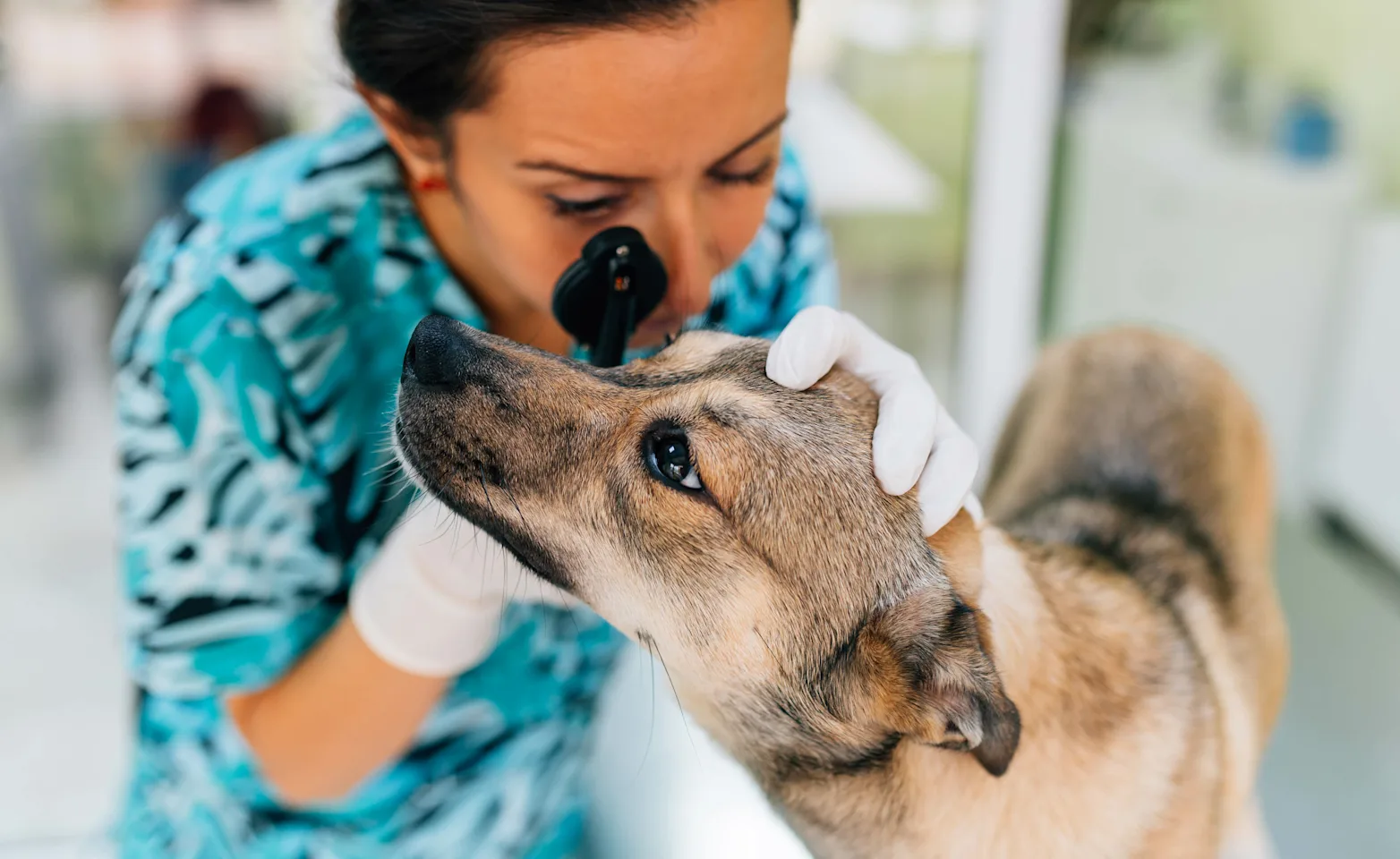 Veterinarian performing an eye examination on a dog Veterinarian performing an eye examination on a dog