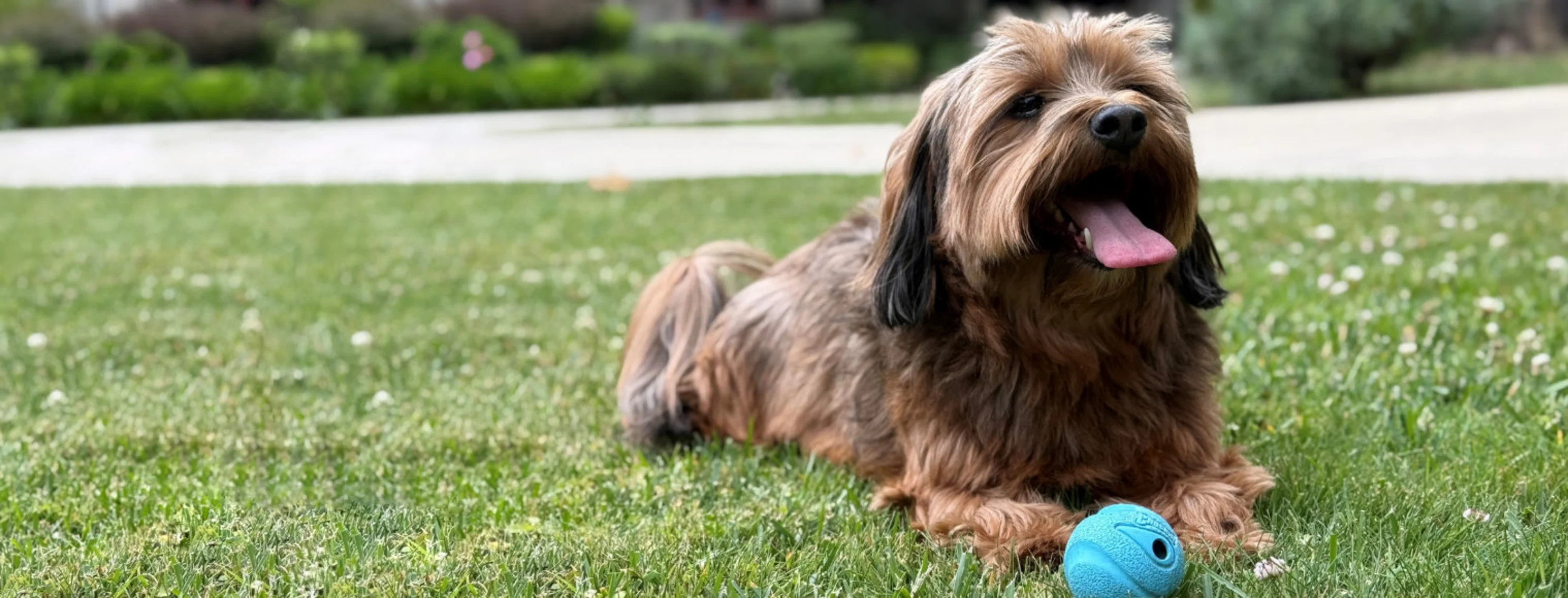 Brown dog with ball in front of him Brown dog with ball in front of him