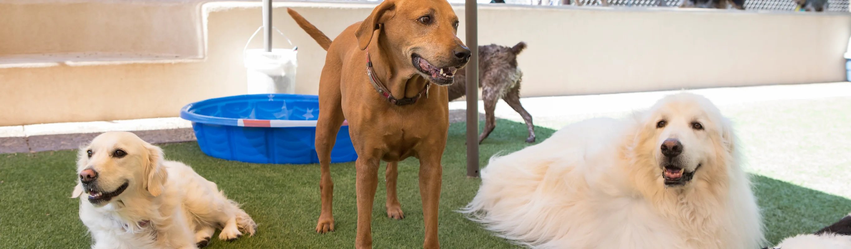 Happy big dogs hanging out in the shade together. Happy big dogs hanging out in the shade together.
