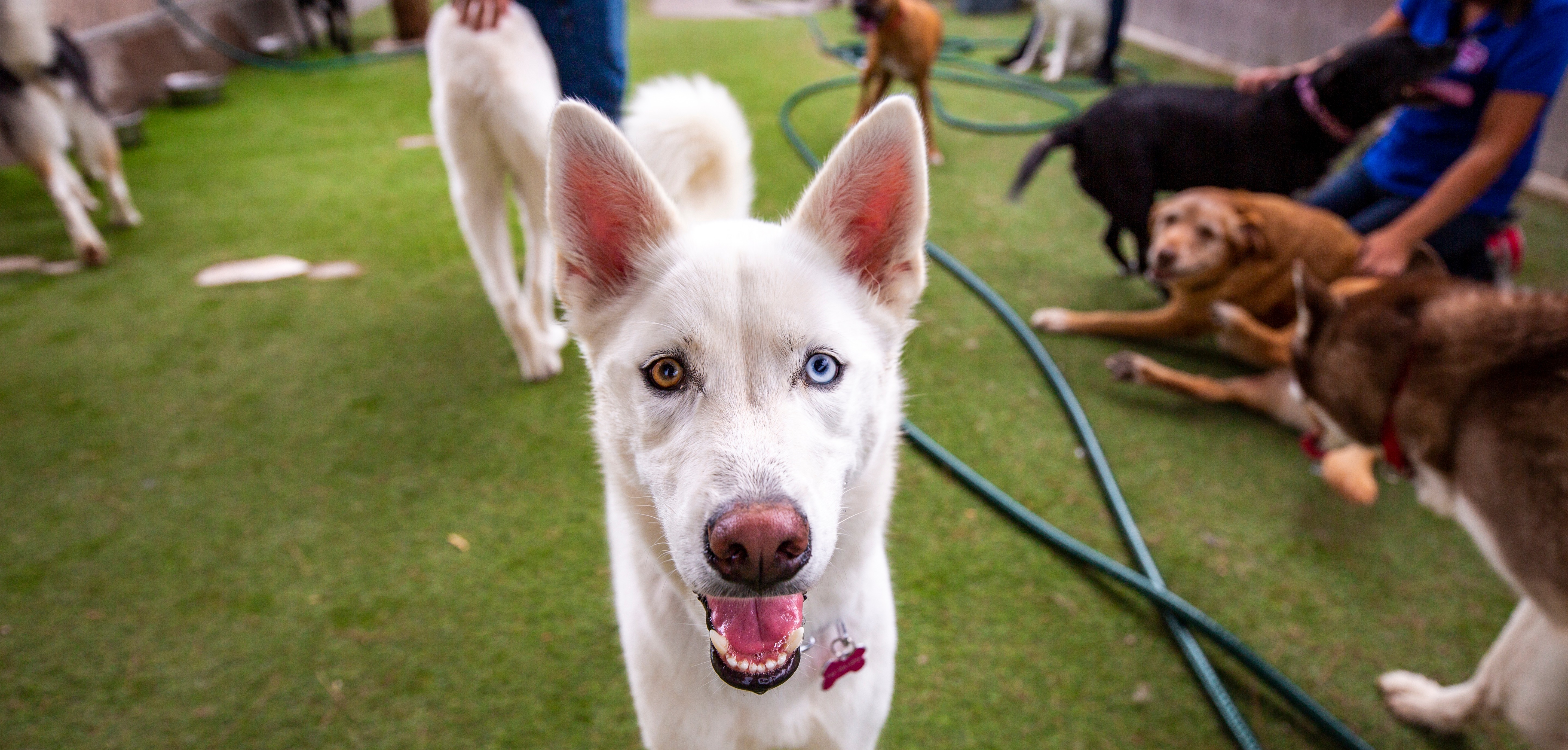 Dog with blue and brown eyes close up