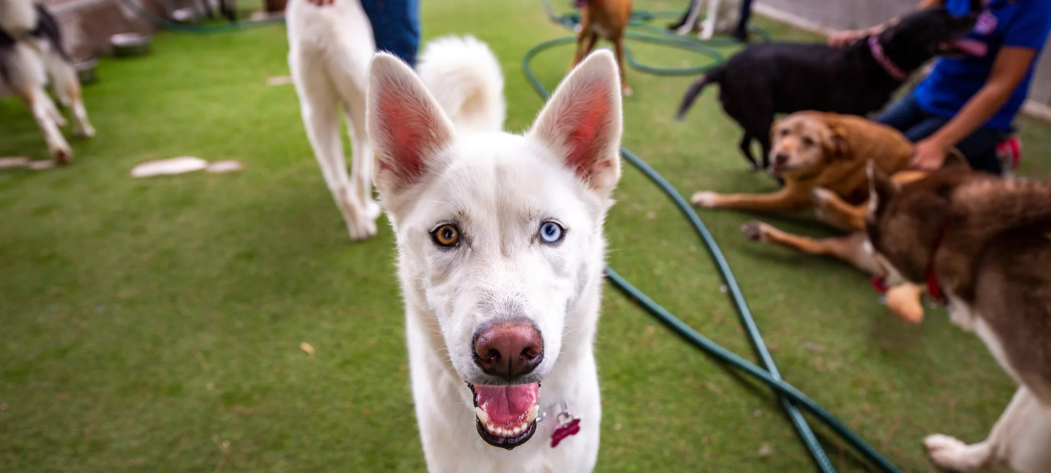 Dog with blue and brown eyes close up Dog with blue and brown eyes close up