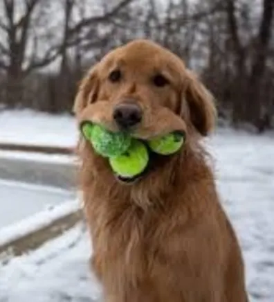 Jorrie VTIT Jorrie VTIT