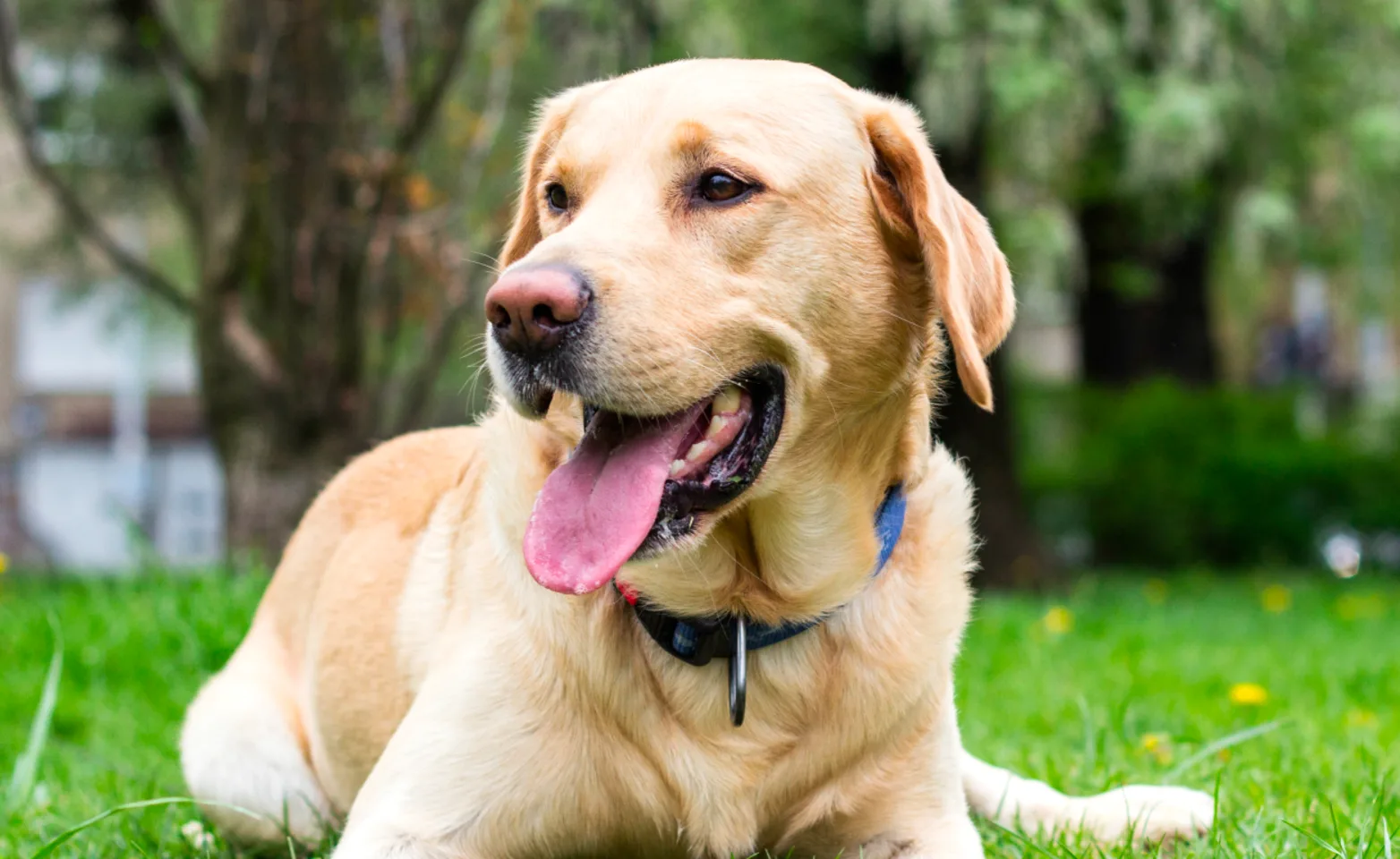 Dog looking to the side happy with tongue out Dog looking to the side happy with tongue out