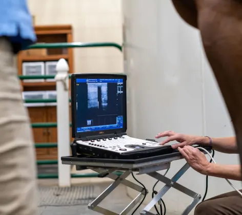 Technology showing images of a horse 