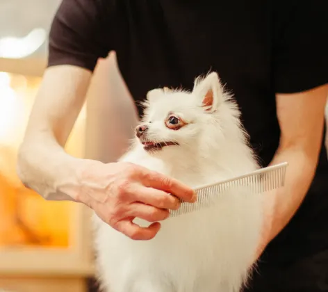 Dog being groomed 