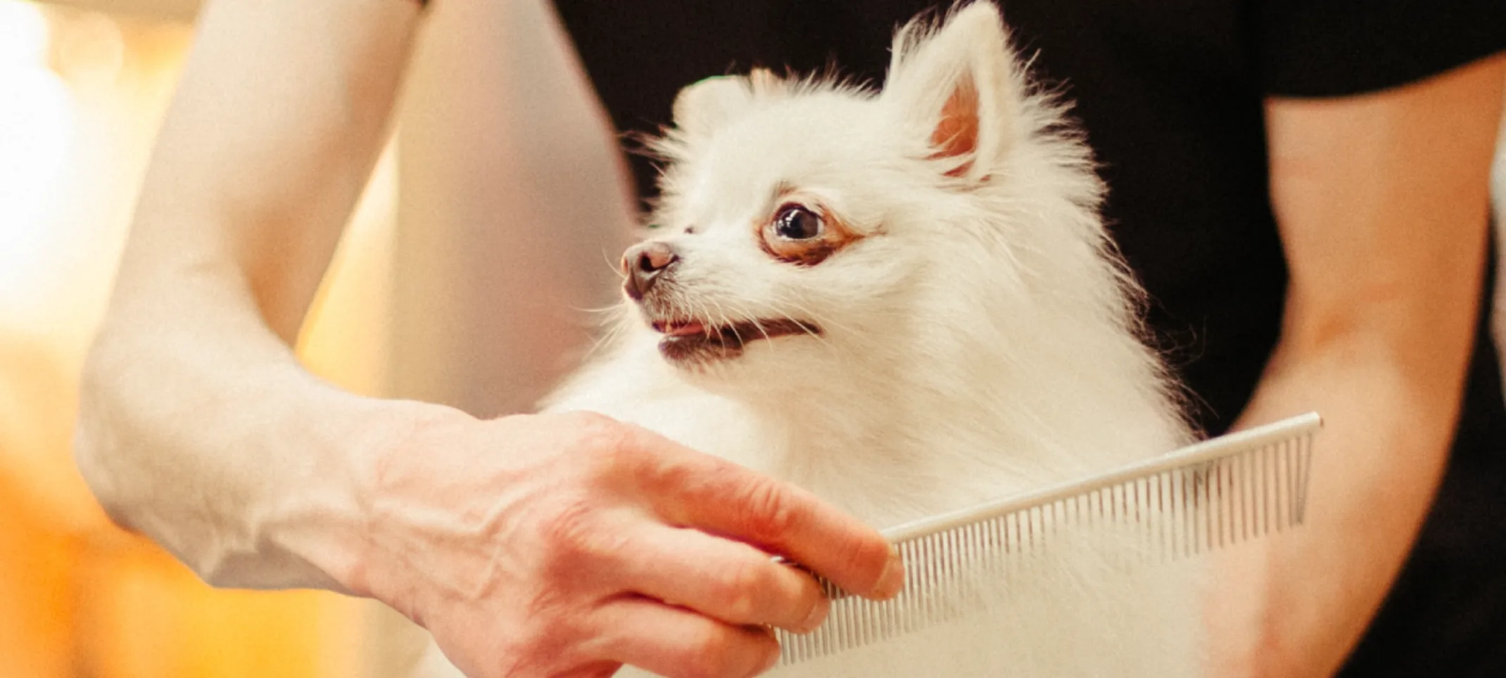 Dog being groomed 