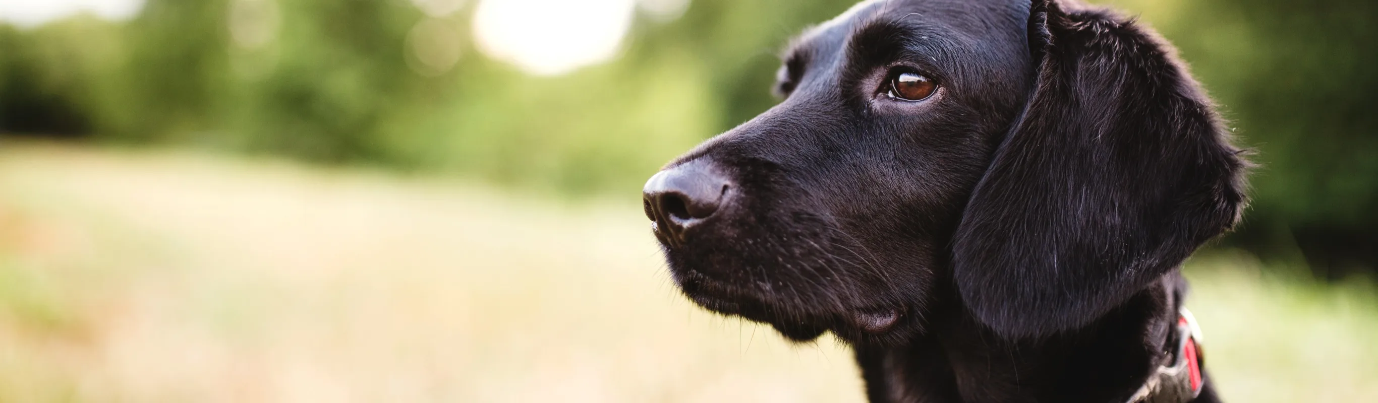 Dog with a red collar sitting in a field